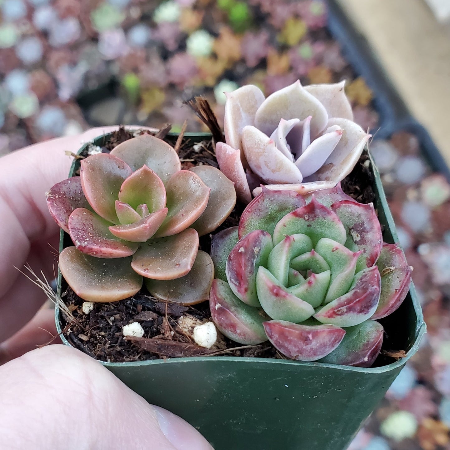 Echeveria Mix (Pink, Red & Green)
