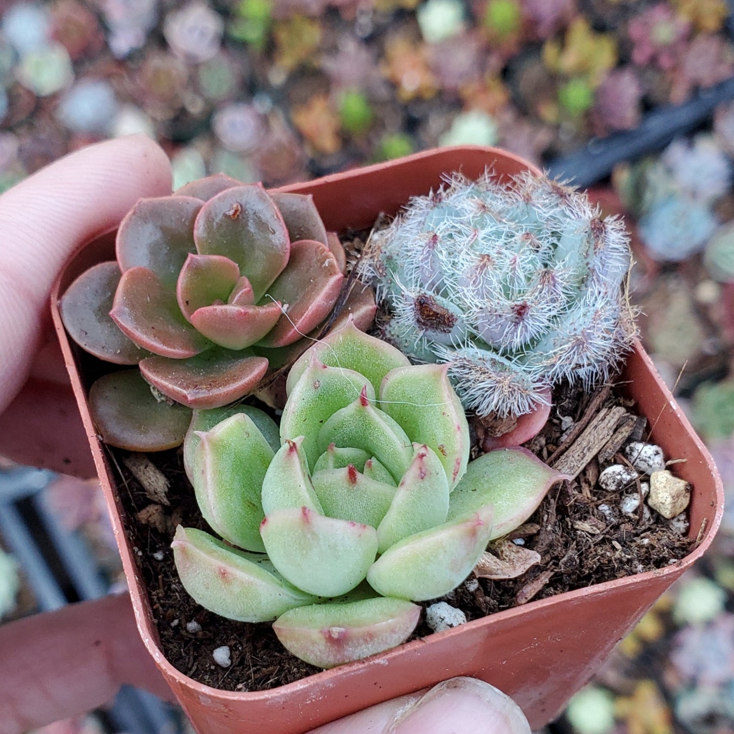 Echeveria Mix (Blue, Red & Green)
