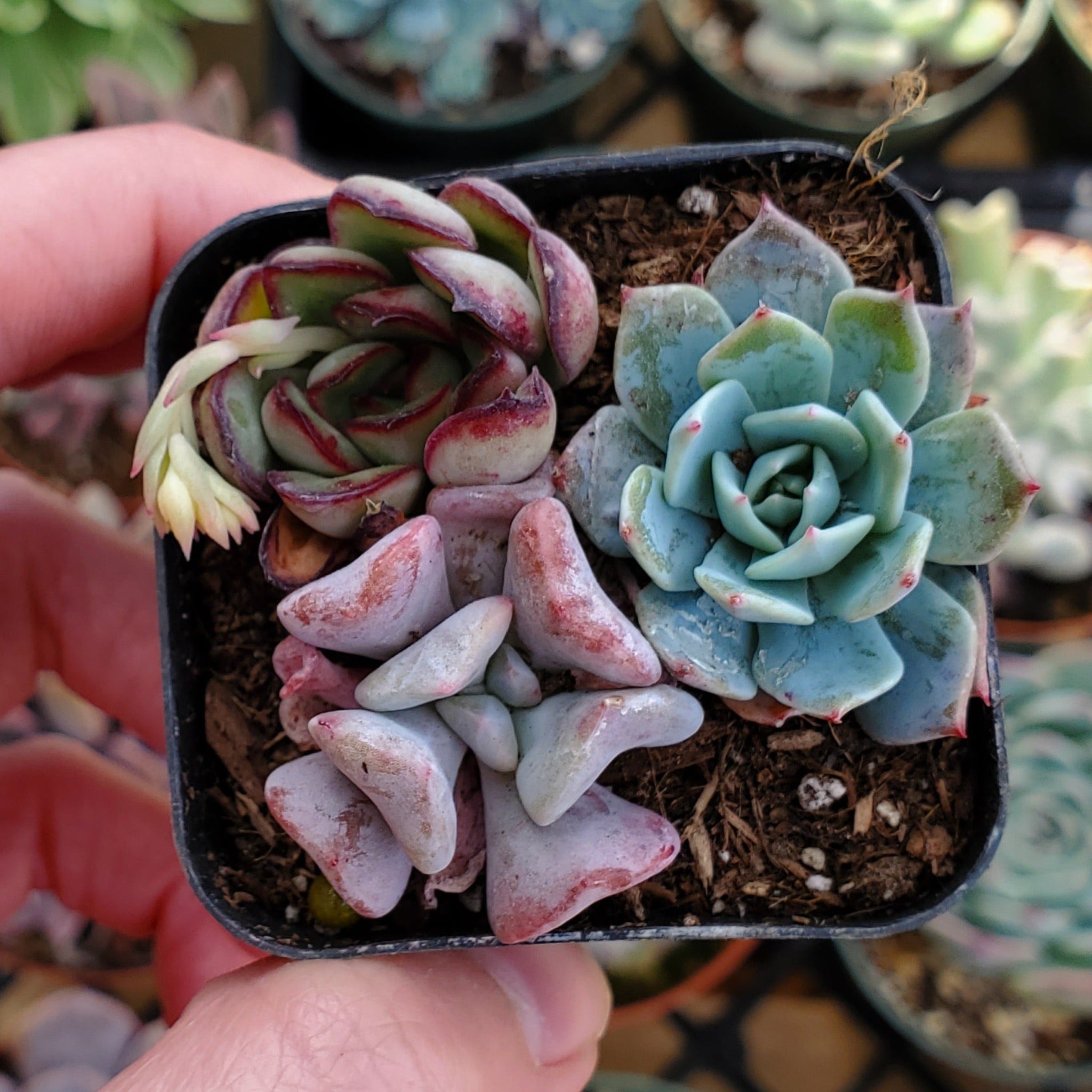 blue pink succulent Echeveria Mix (Blue, Pink, Red & Green)