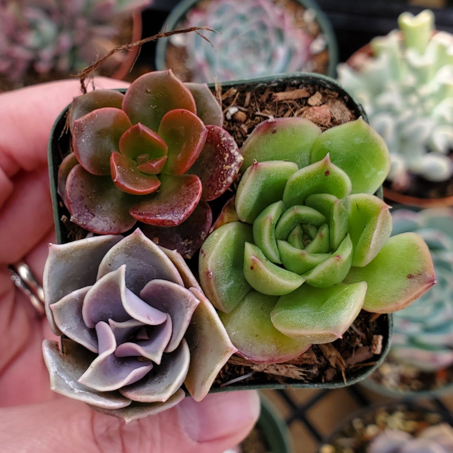 Echeveria Mix (Pink, Red & Green)