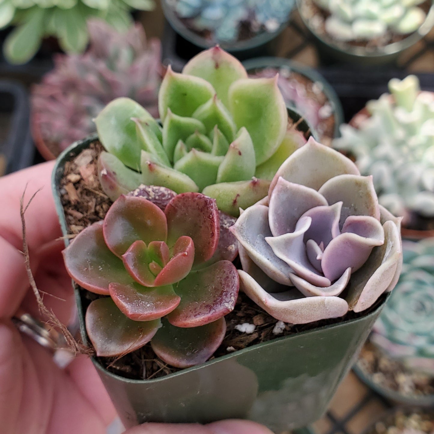 Echeveria Mix (Pink, Red & Green)