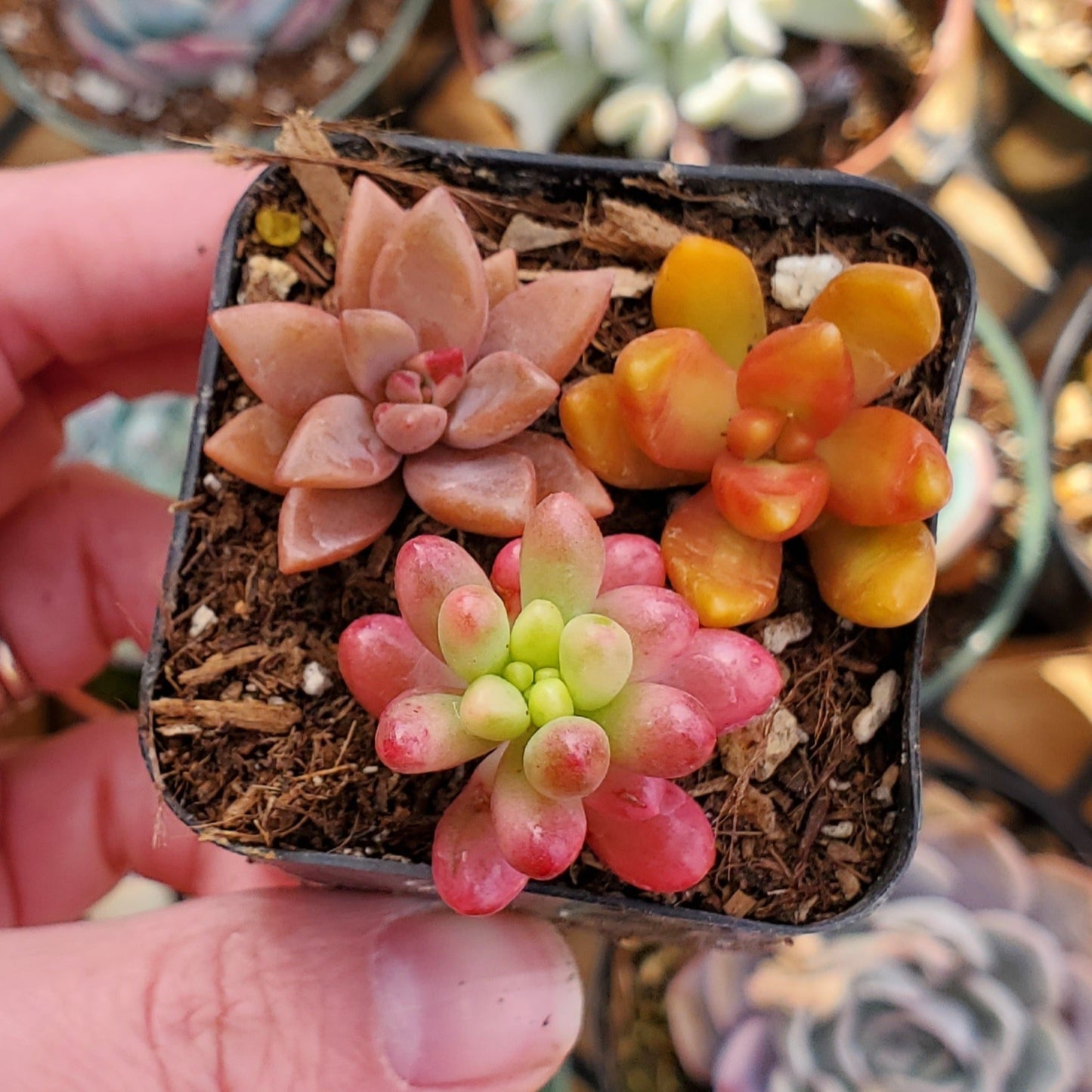 Sedum Mix (Orange, Red & Pink)