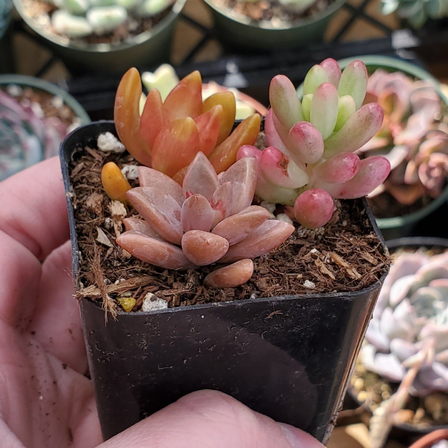Sedum Mix (Orange, Red & Pink)