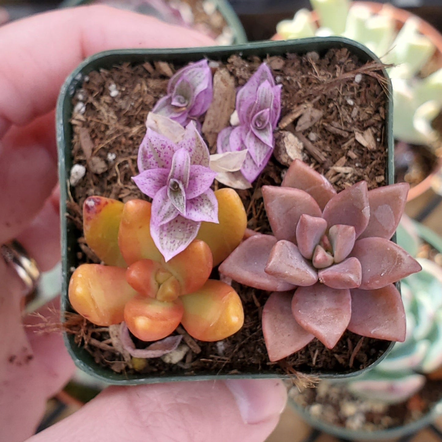 Sedum & Callisia Repens Mix (Orange, Red & Pink)