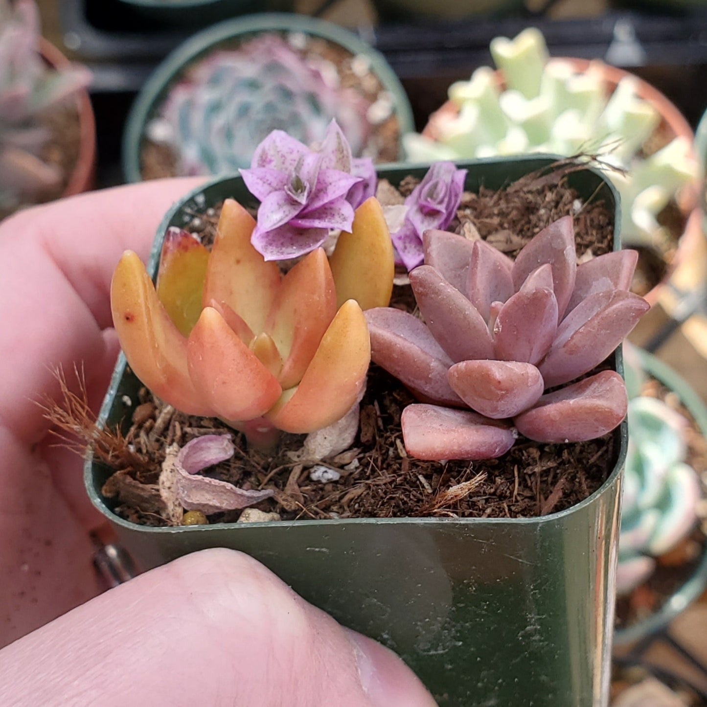 Sedum & Callisia Repens Mix (Orange, Red & Pink)