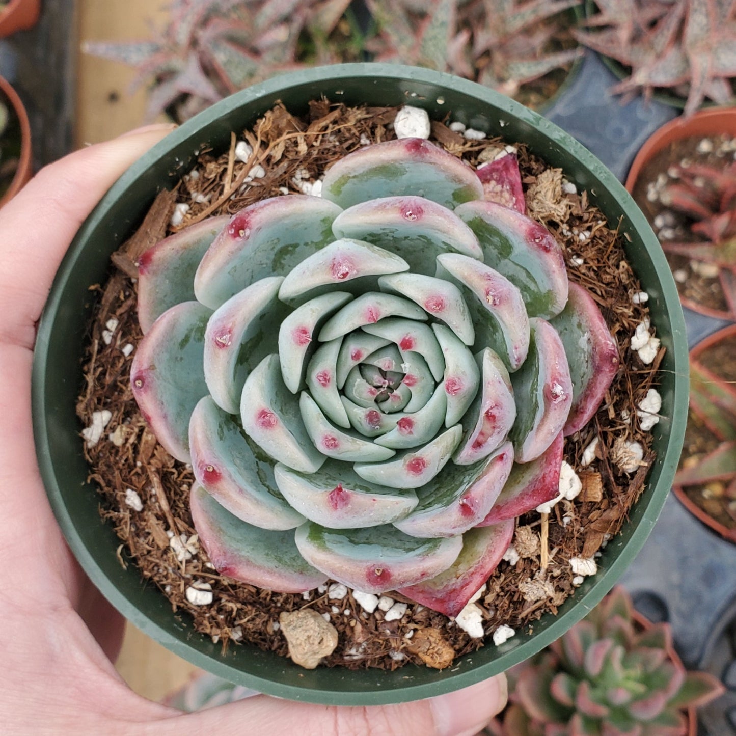 Echeveria chihuahuaensis