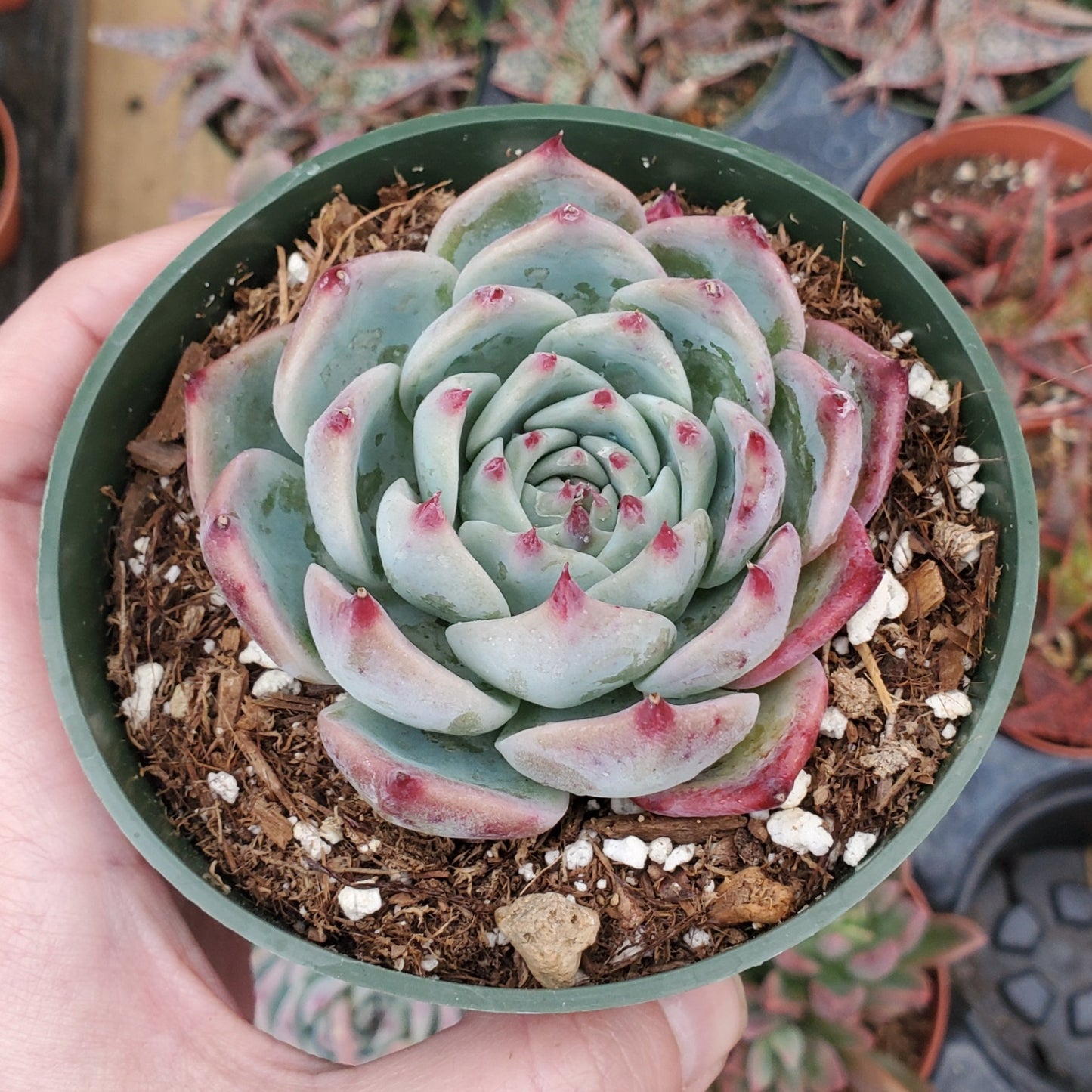 Echeveria chihuahuaensis