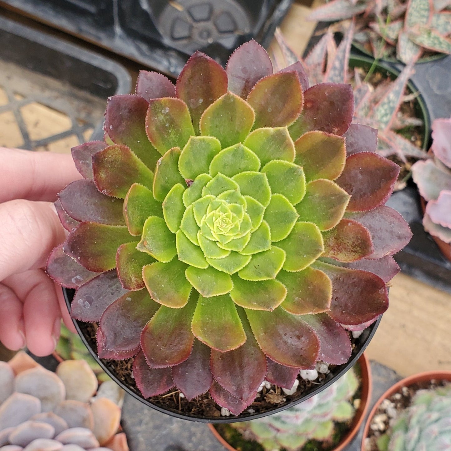 Aeonium 'Fiesta'