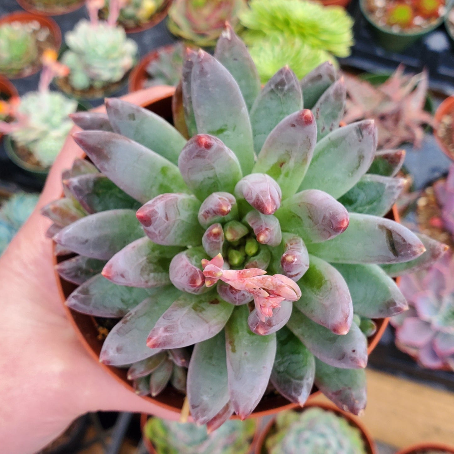 Pachyveria 'Yvonne'
