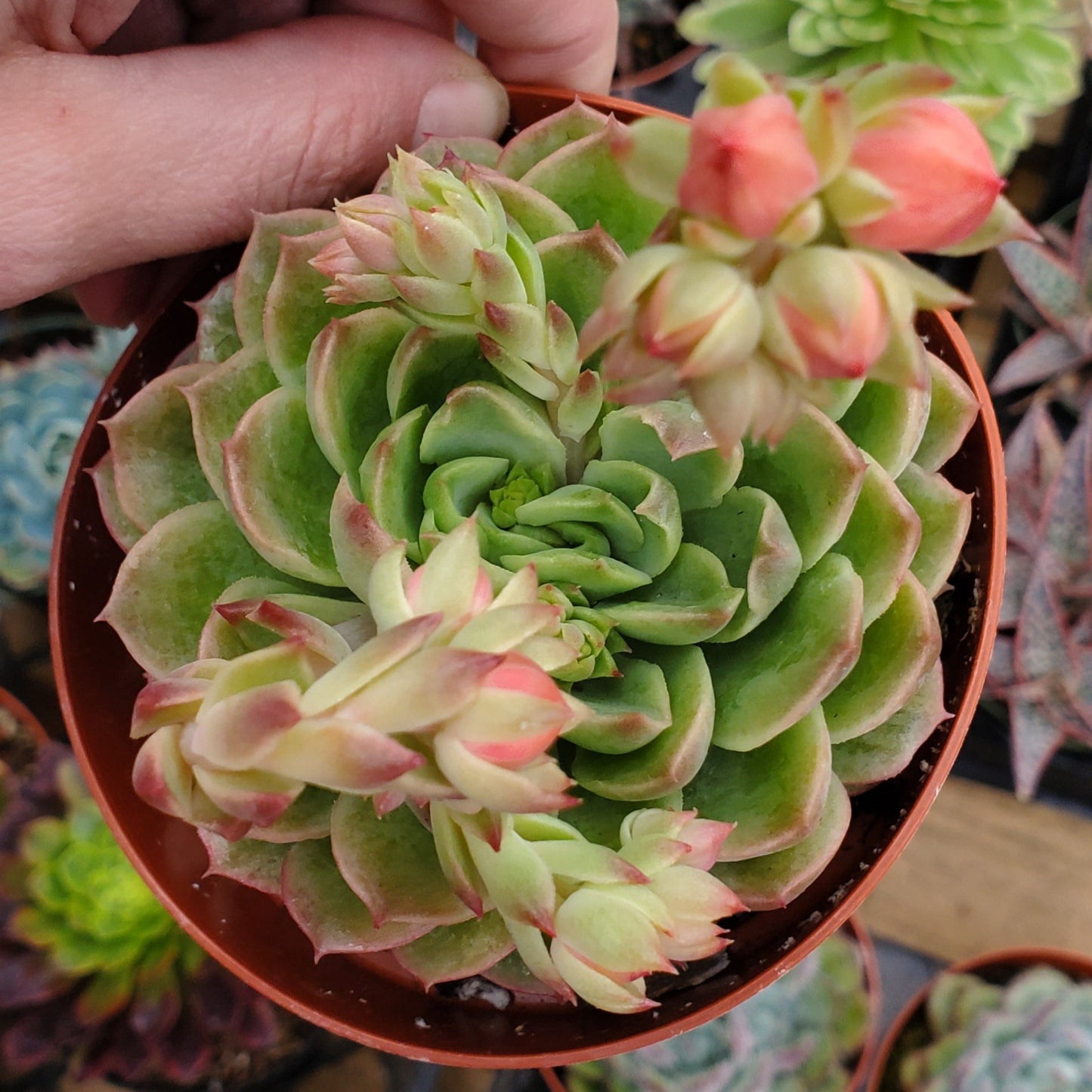 Echeveria 'Lime n' Chile'