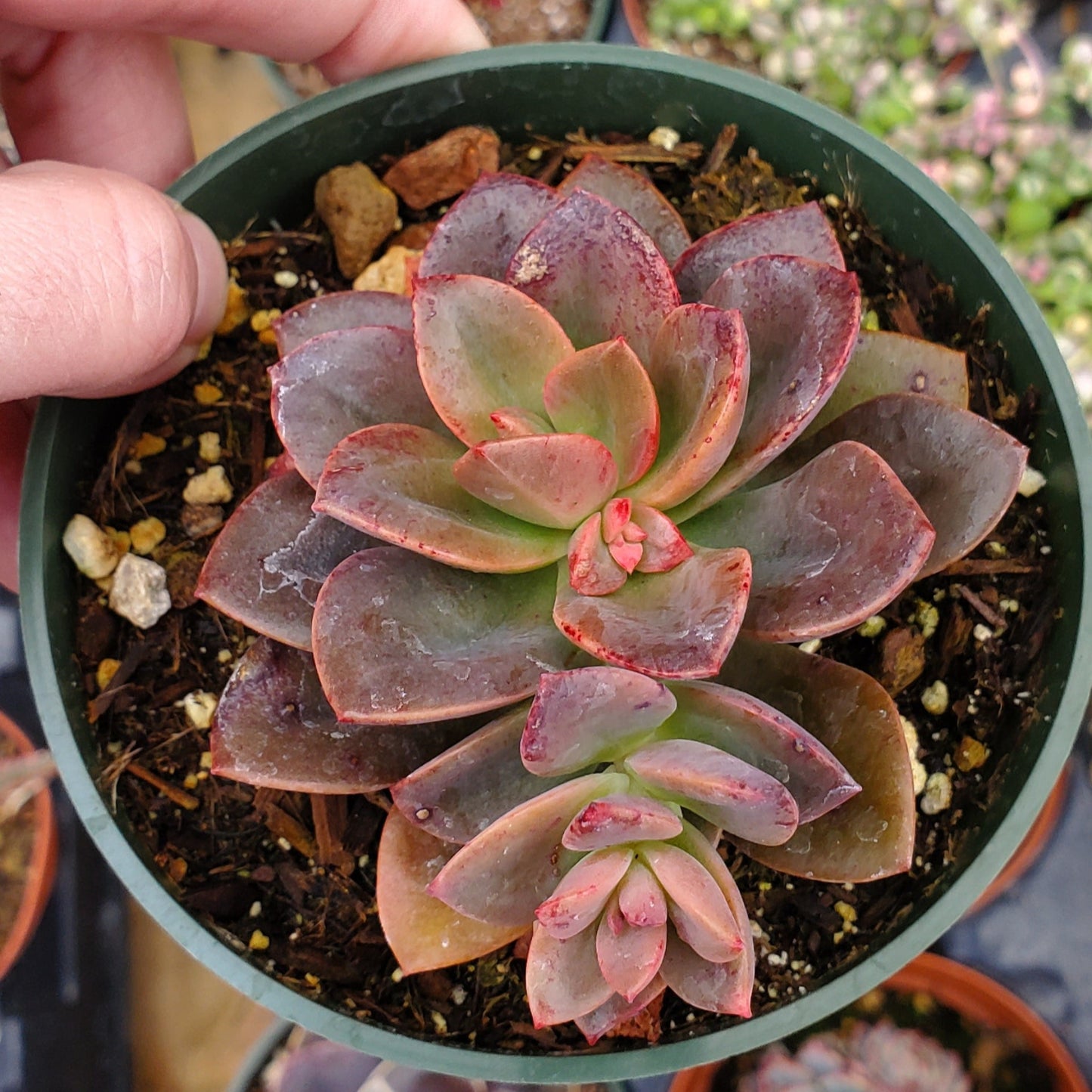 Echeveria 'Chroma'