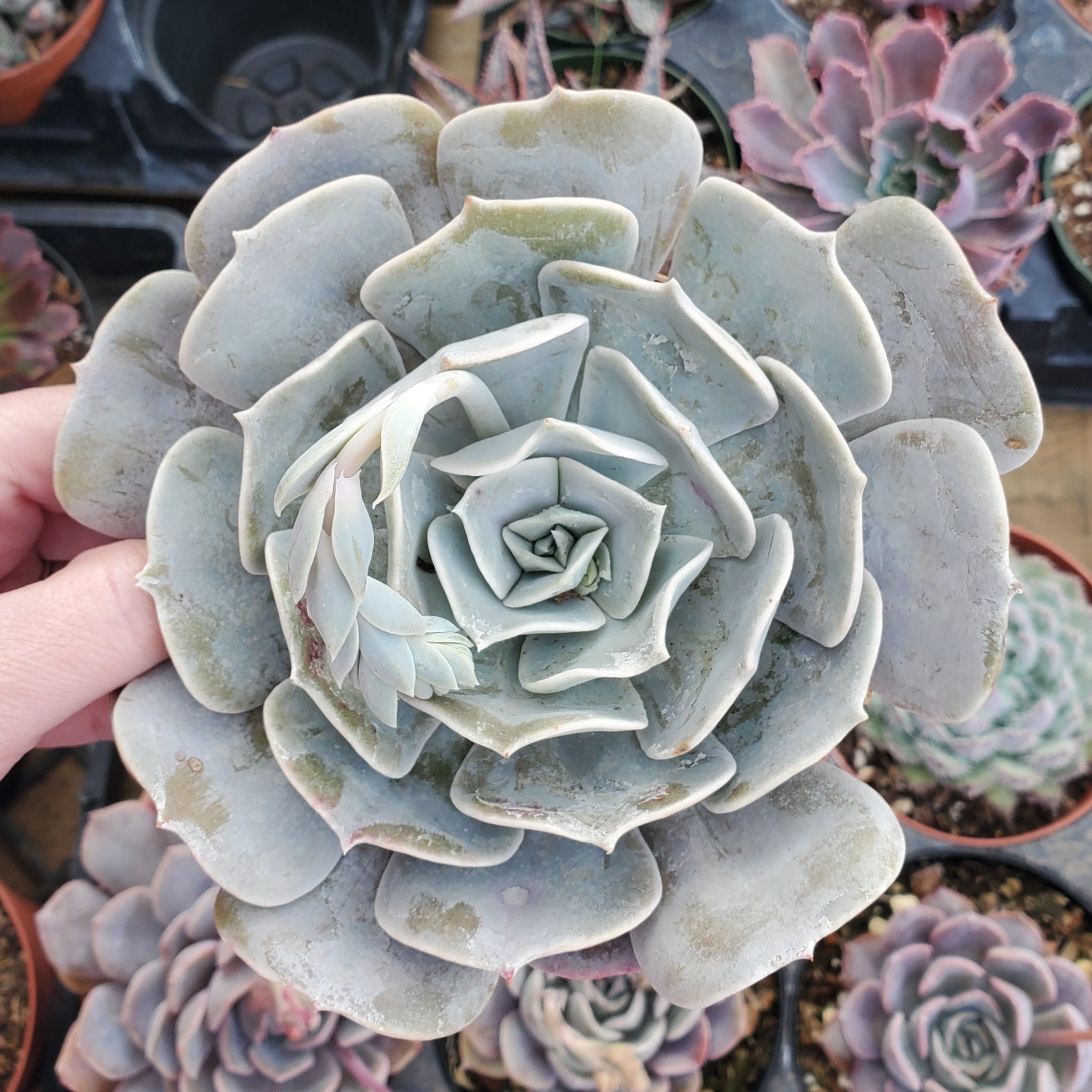 pollux succulent Echeveria 'Pollux'