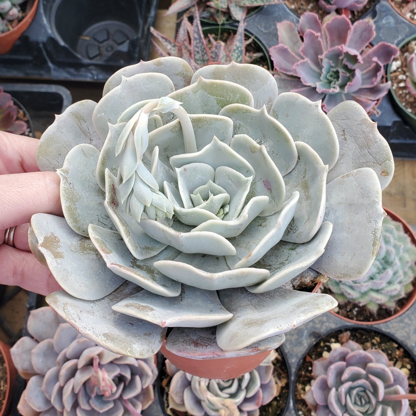 Echeveria 'Pollux'