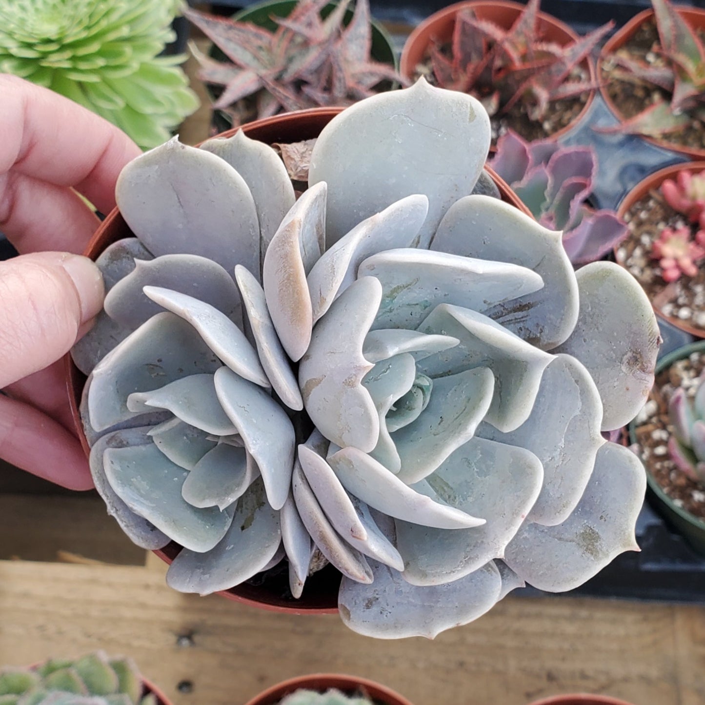Echeveria 'Pollux'