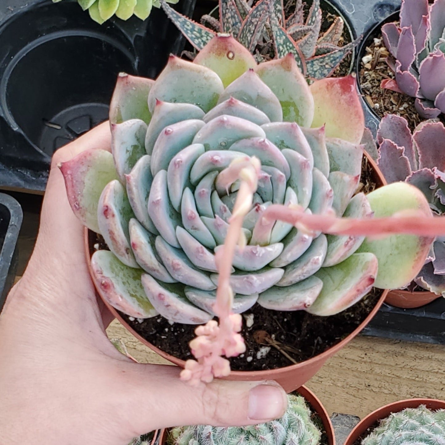 Echeveria chihuahuaensis