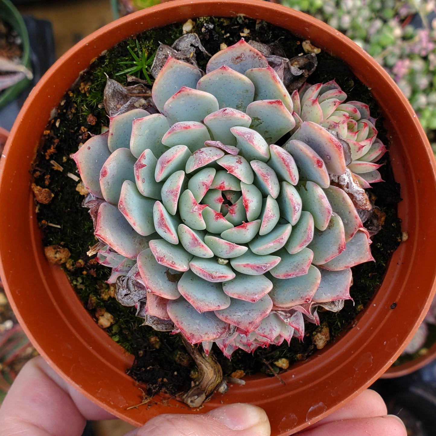 Echeveria 'Minima'