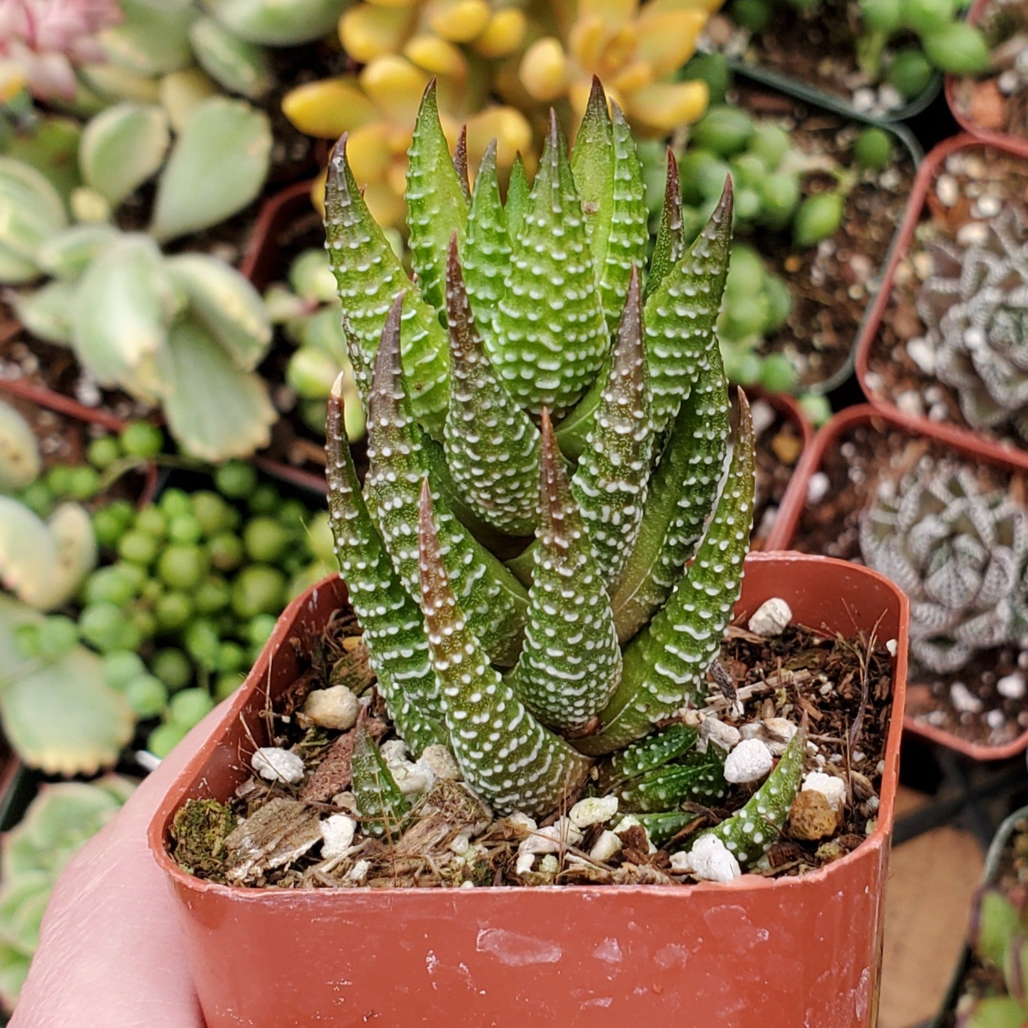 haworthia succulent flower stalk Haworthia Sp