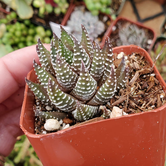 Haworthia Sp.