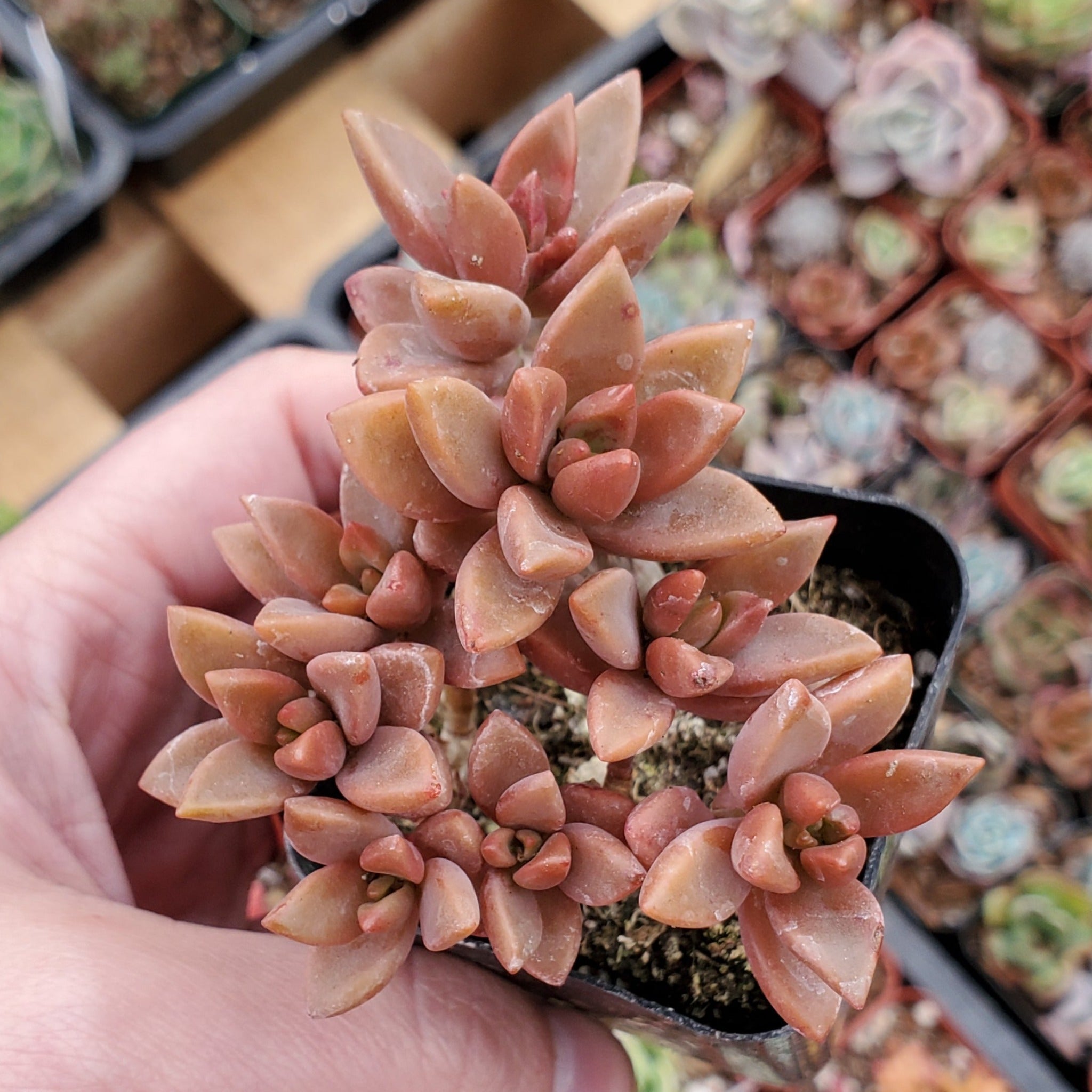 alpenglow succulent Graptosedum 'Alpenglow'
