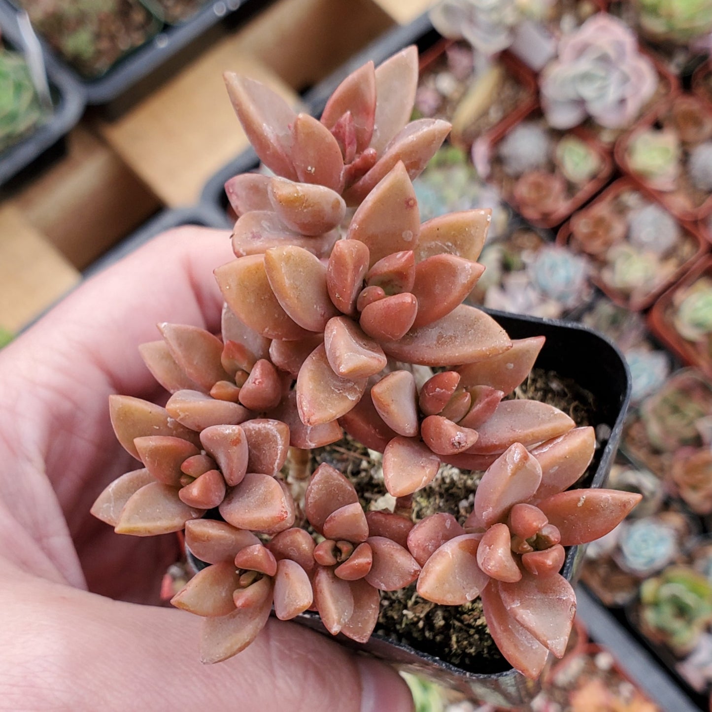 Graptosedum 'Alpenglow'