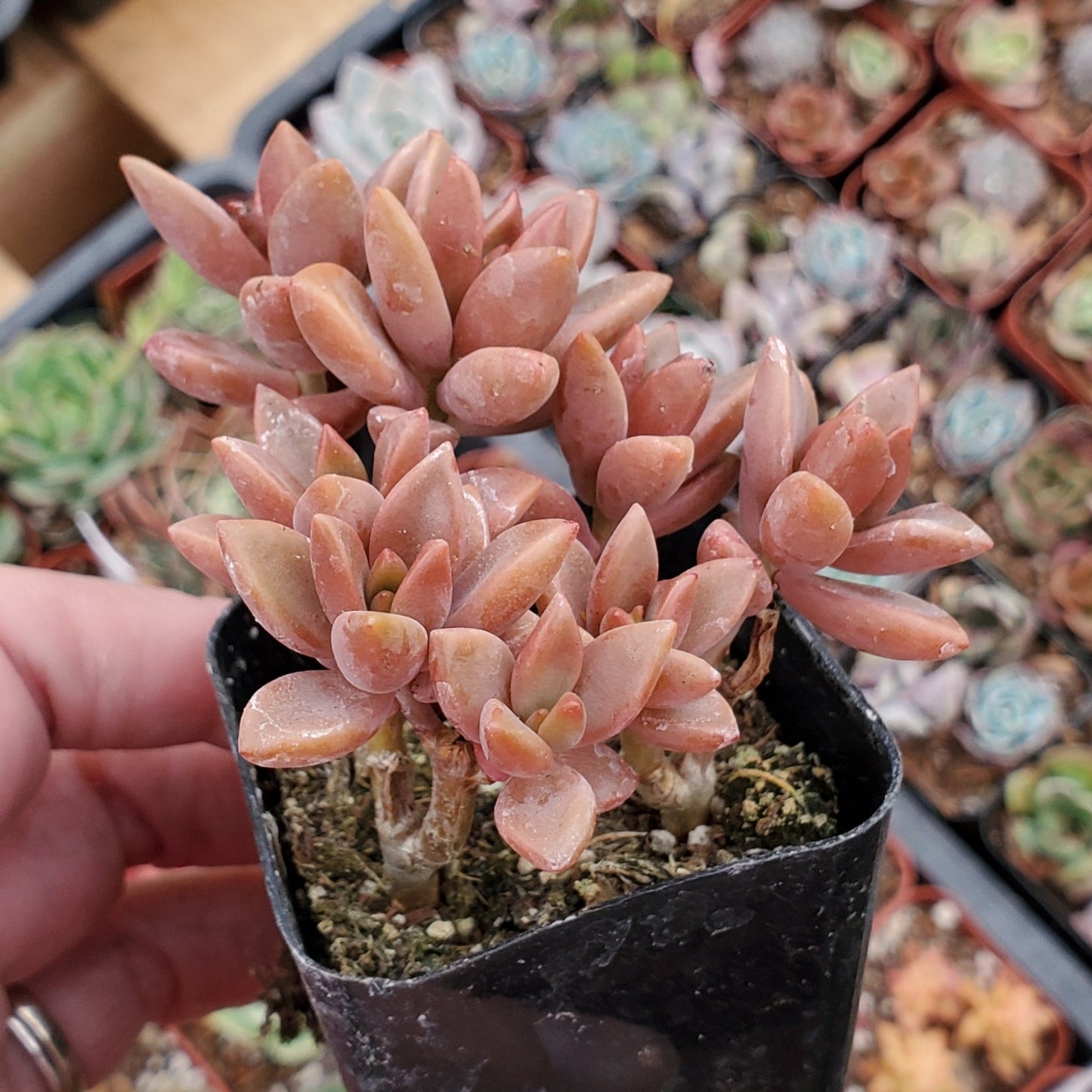 Graptosedum 'Alpenglow'