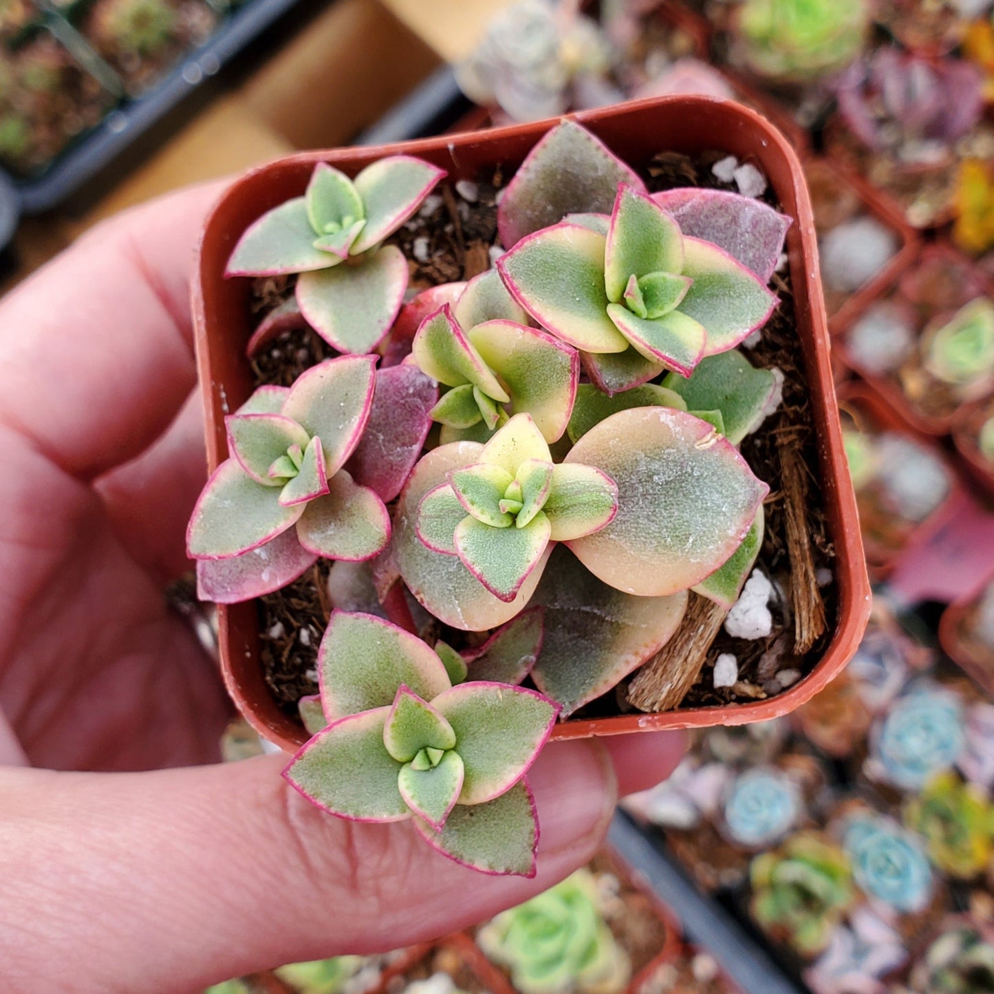 Crassula pellucida ssp. marginalis f. rubra 'Calico Kitten'
