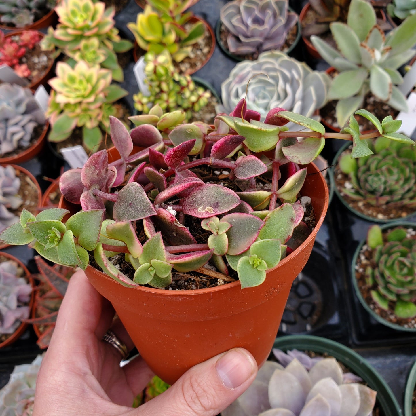 Crassula pellucida ssp. marginalis f. rubra 'Calico Kitten'