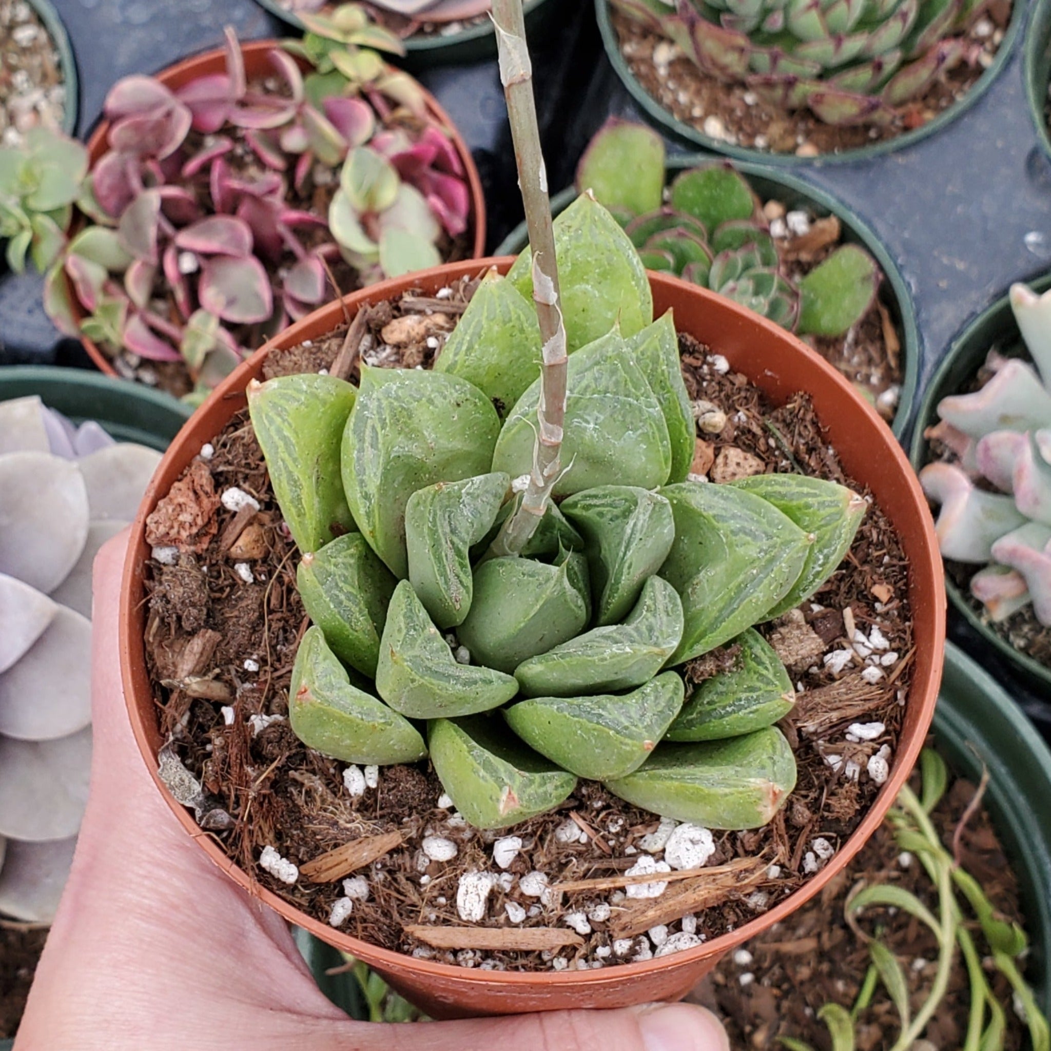 plant haworthia succulent Haworthia Sp