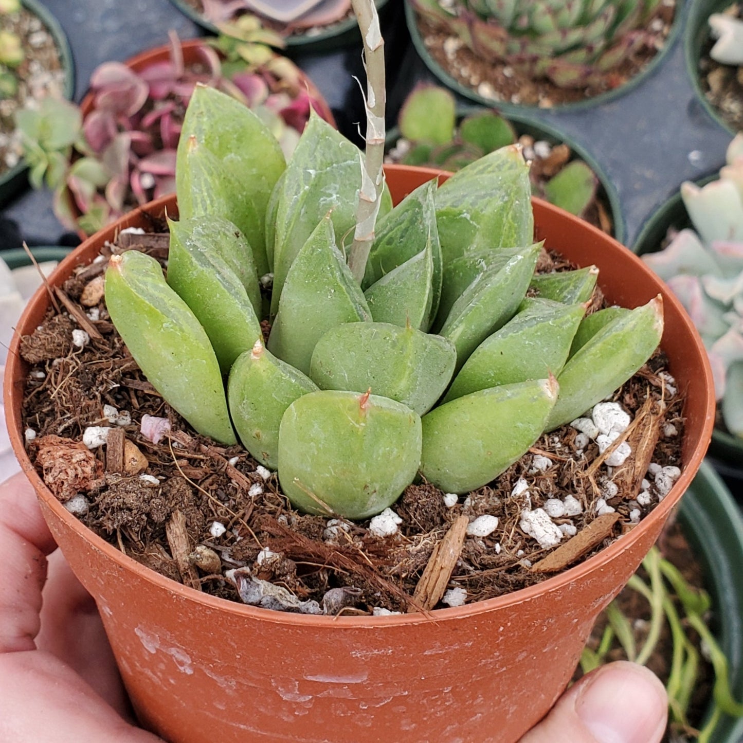 Haworthia Sp.
