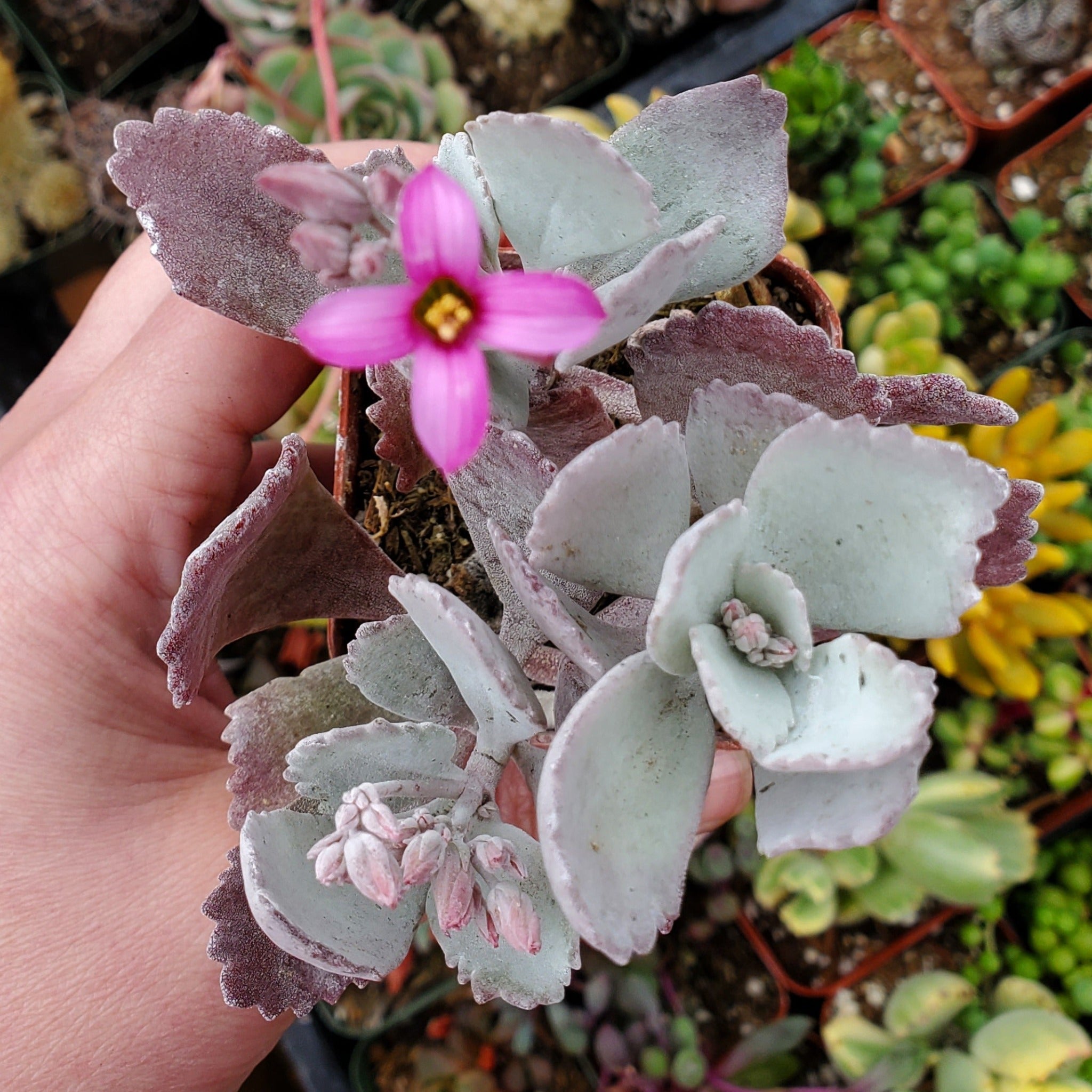 succulent purple flowers Kalanchoe pumila 'Flower Dust Plant'