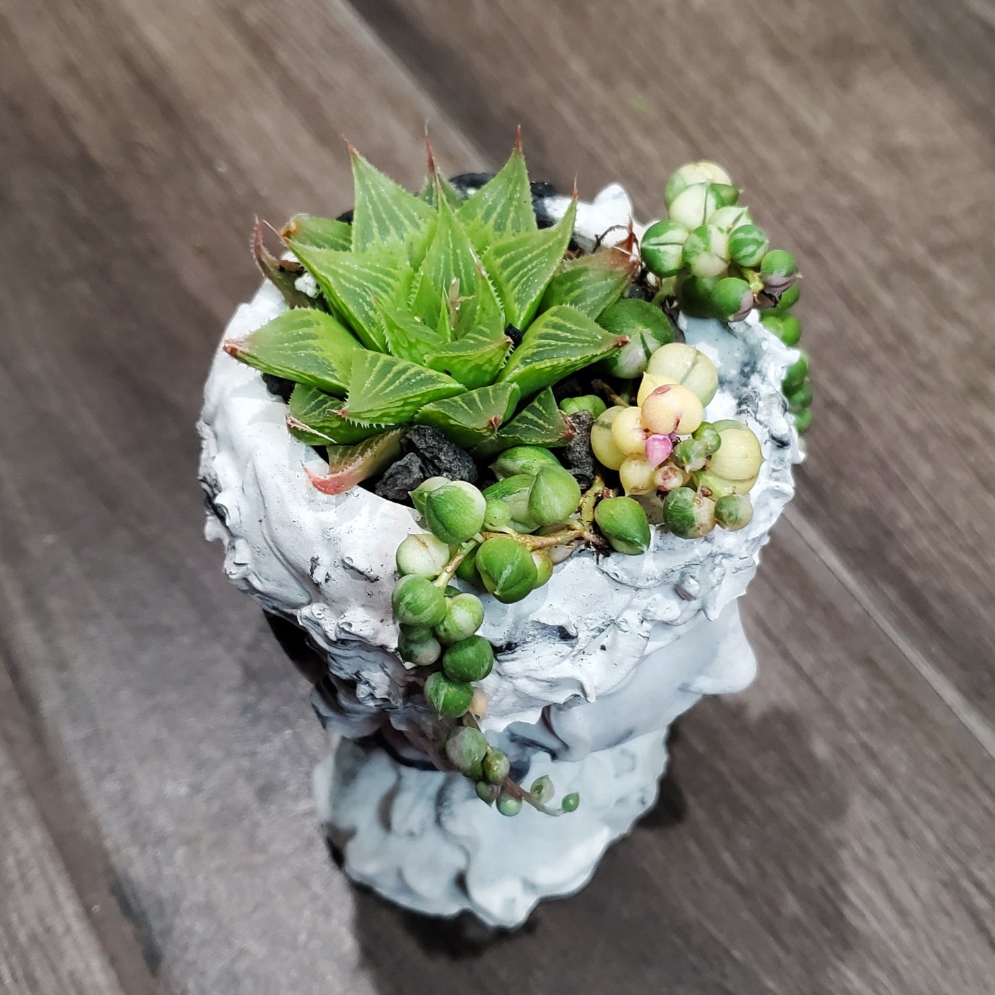Succulent Goddess Arrangement In Black and White Marbled Planter