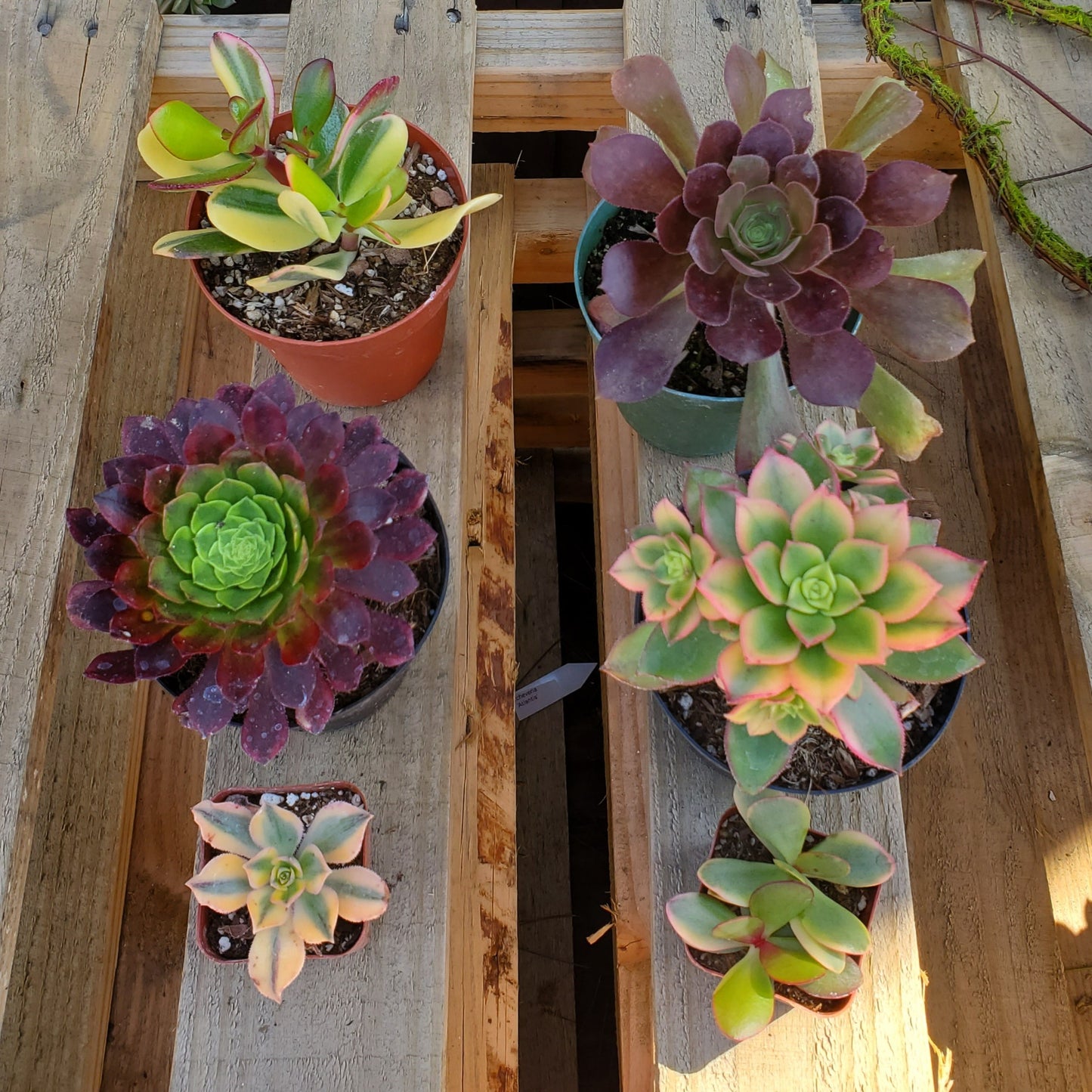 Royal Ruby Succulent Bundle