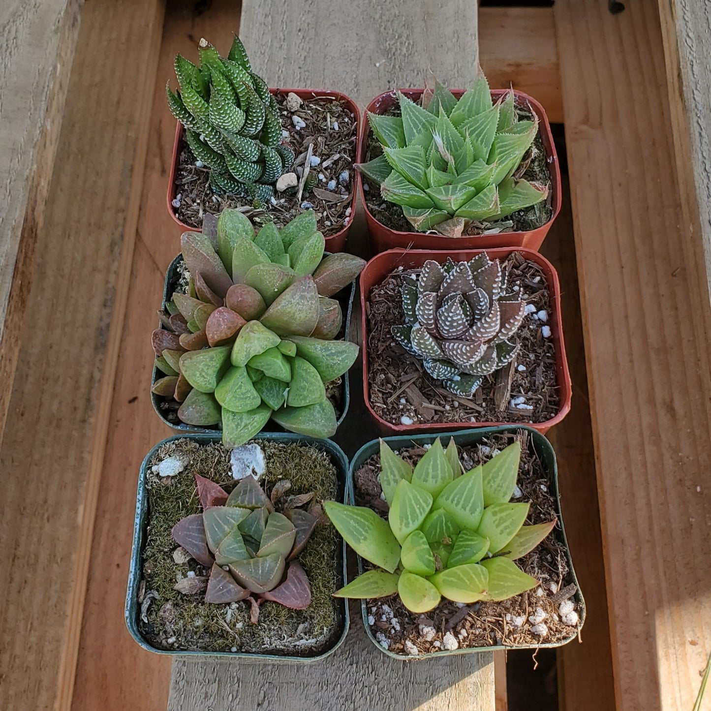 Haworthia Succulent Bundle