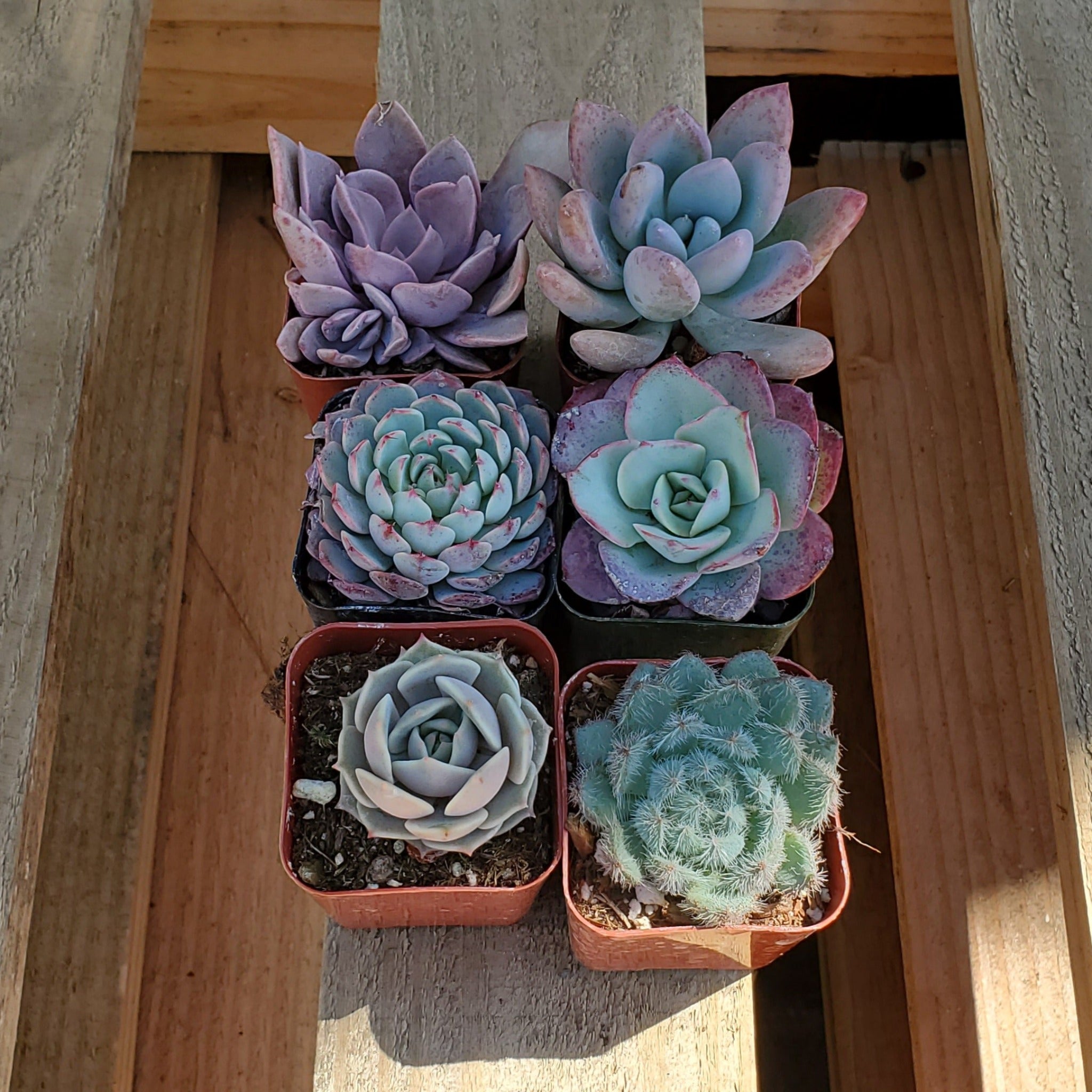 succulent plant bundle Rainbow Bright Succulent Bundle