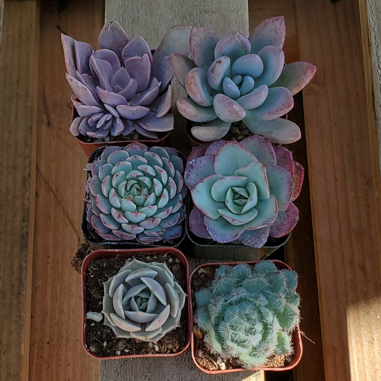 Rainbow Bright Succulent Bundle