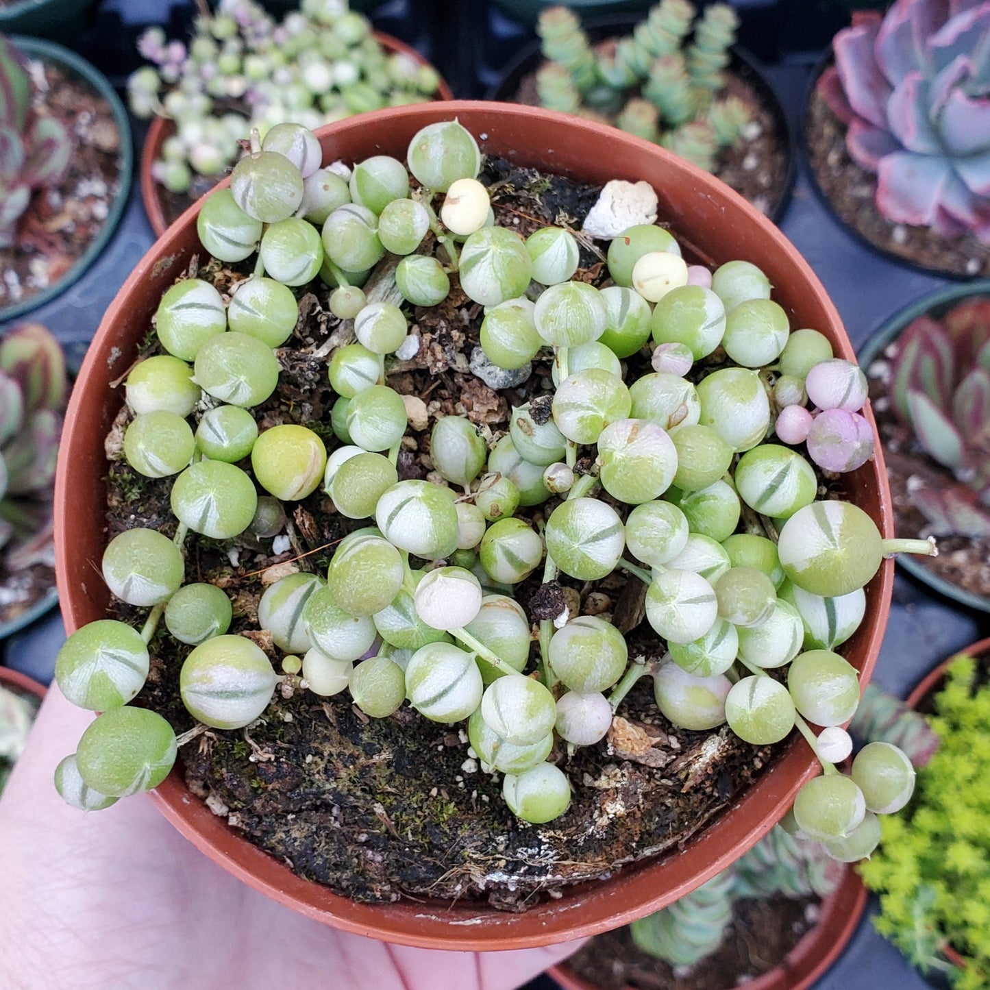 Senecio rowleyanus f. variegatus 'Variegated String of Pearls'