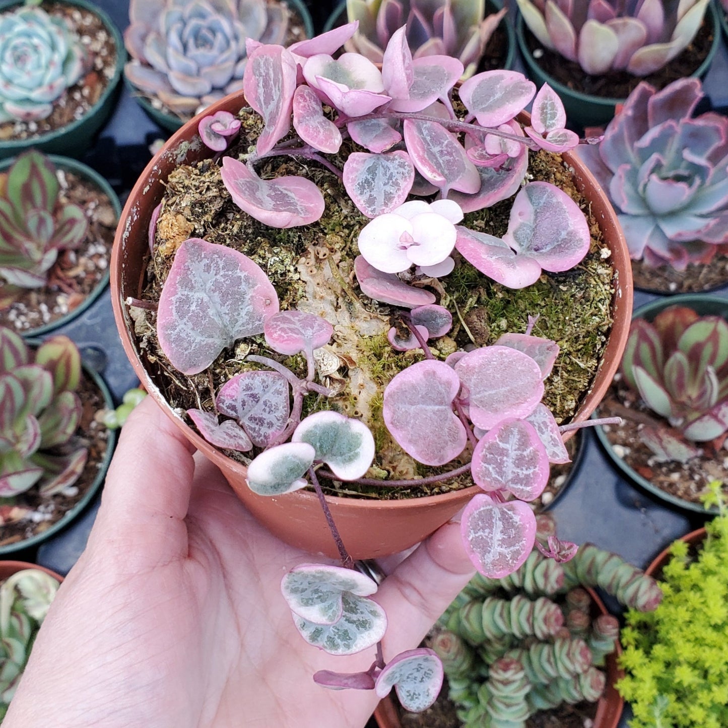 Ceropegia woodii f. variegata 'Variegated String of Hearts'