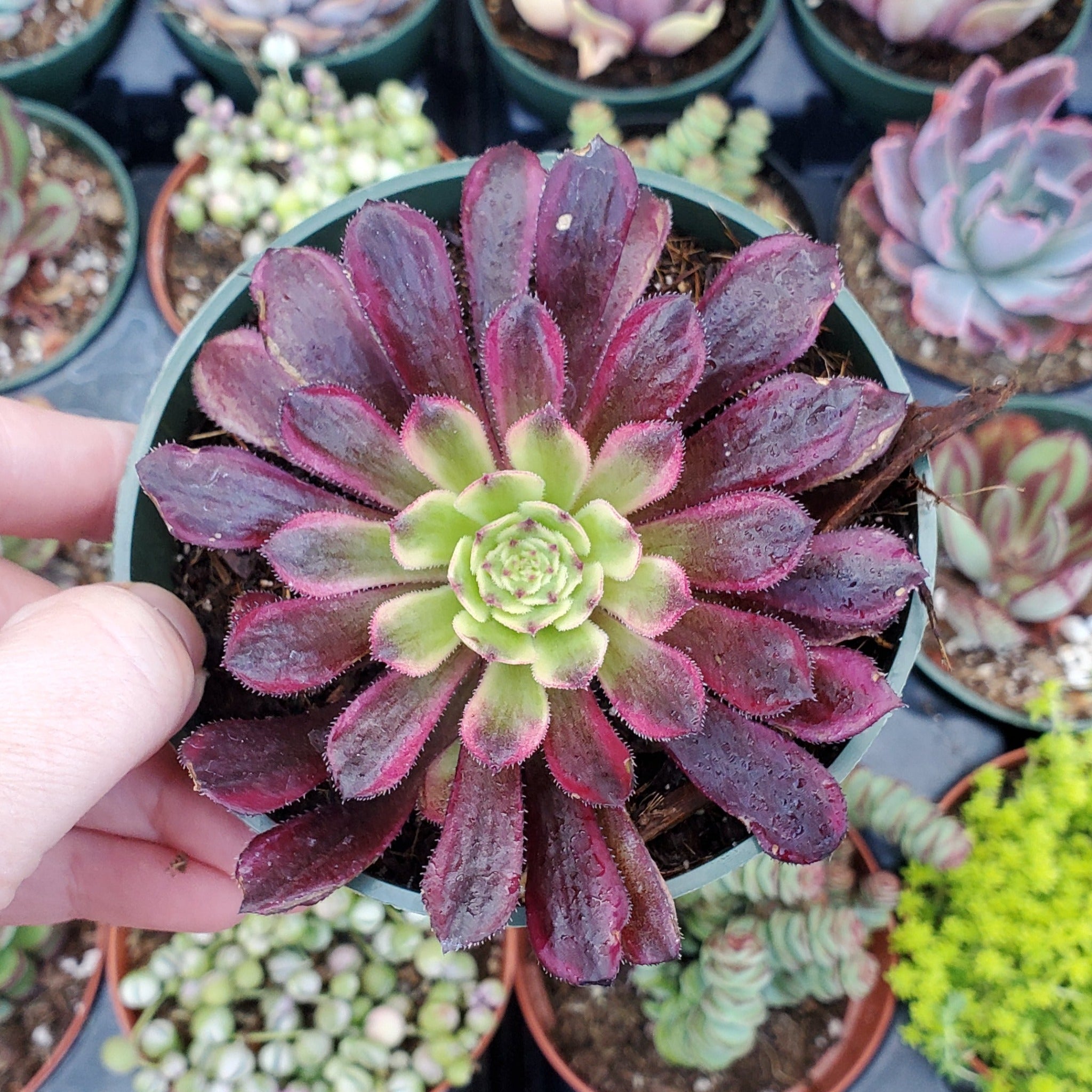 mardi gras succulent Aeonium 'Mardi Gras'