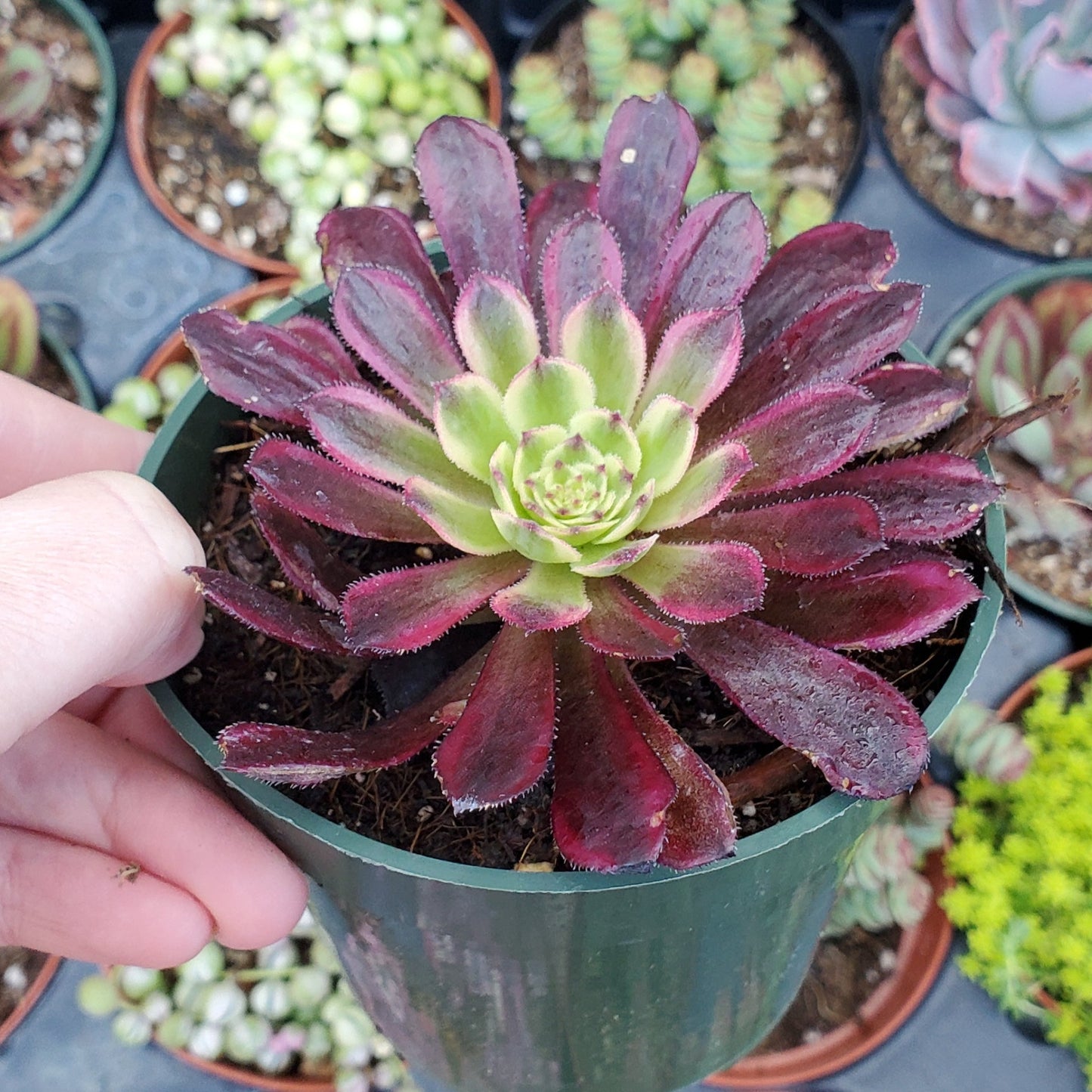 Aeonium 'Mardi Gras'