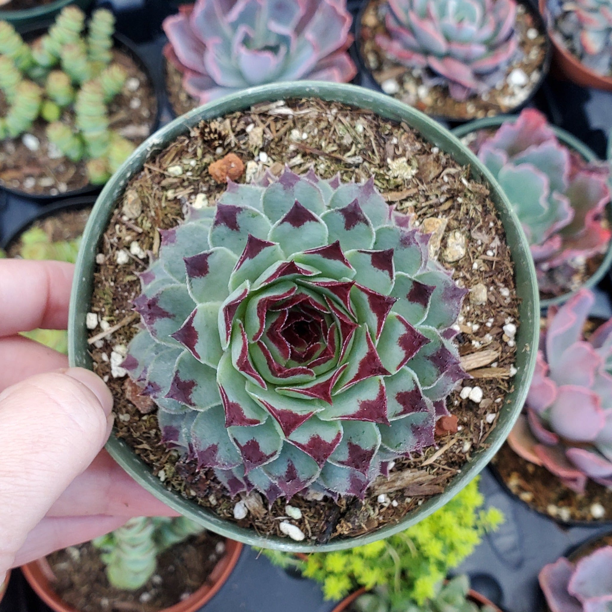 succulent sempervivum plants Sempervivum calcareum