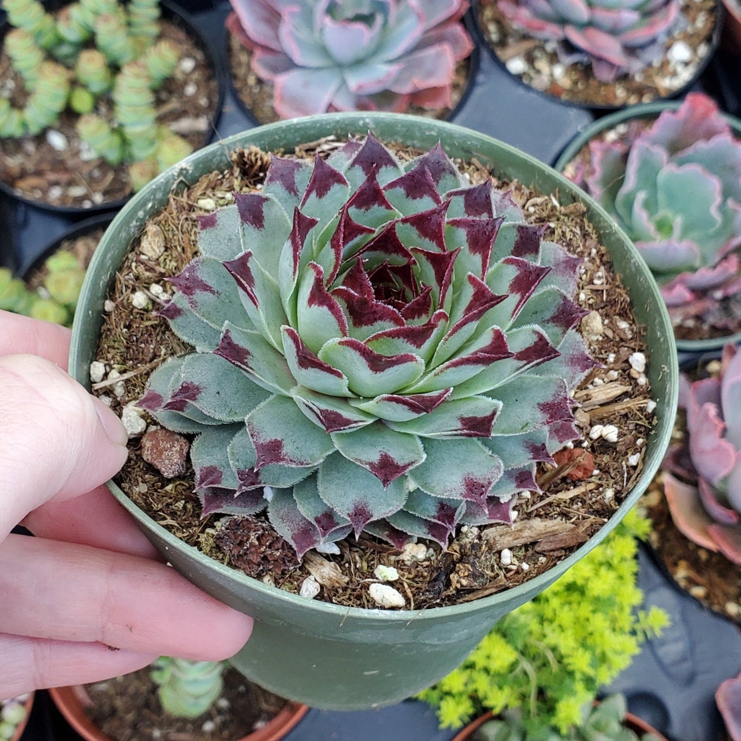 Sempervivum calcareum