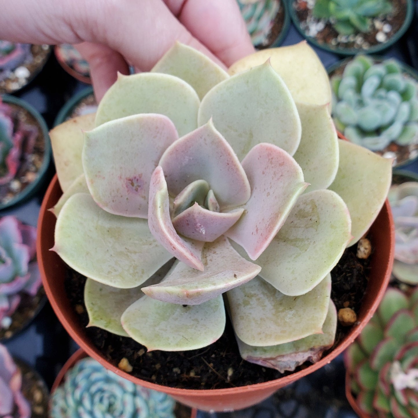 Echeveria 'Lolita'
