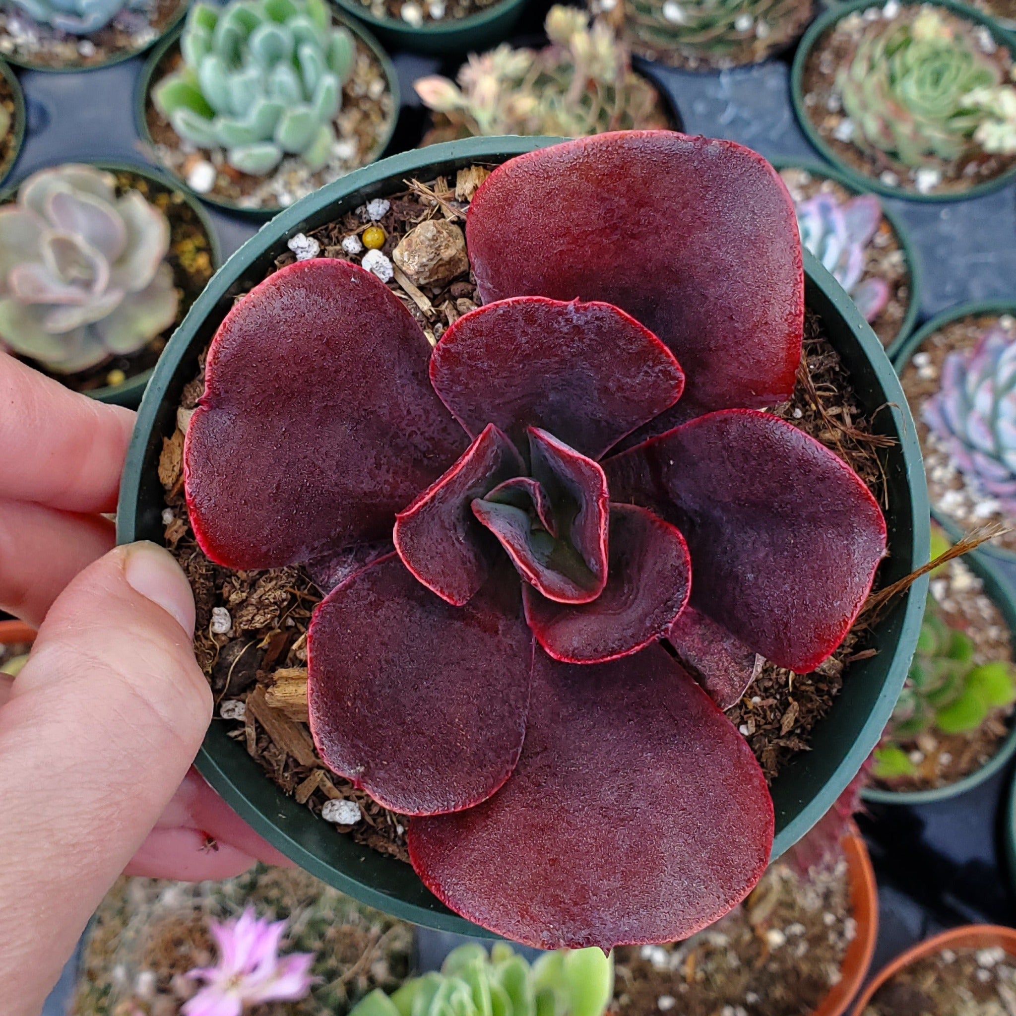 mahogany succulent Echeveria 'Mahogany Rose'