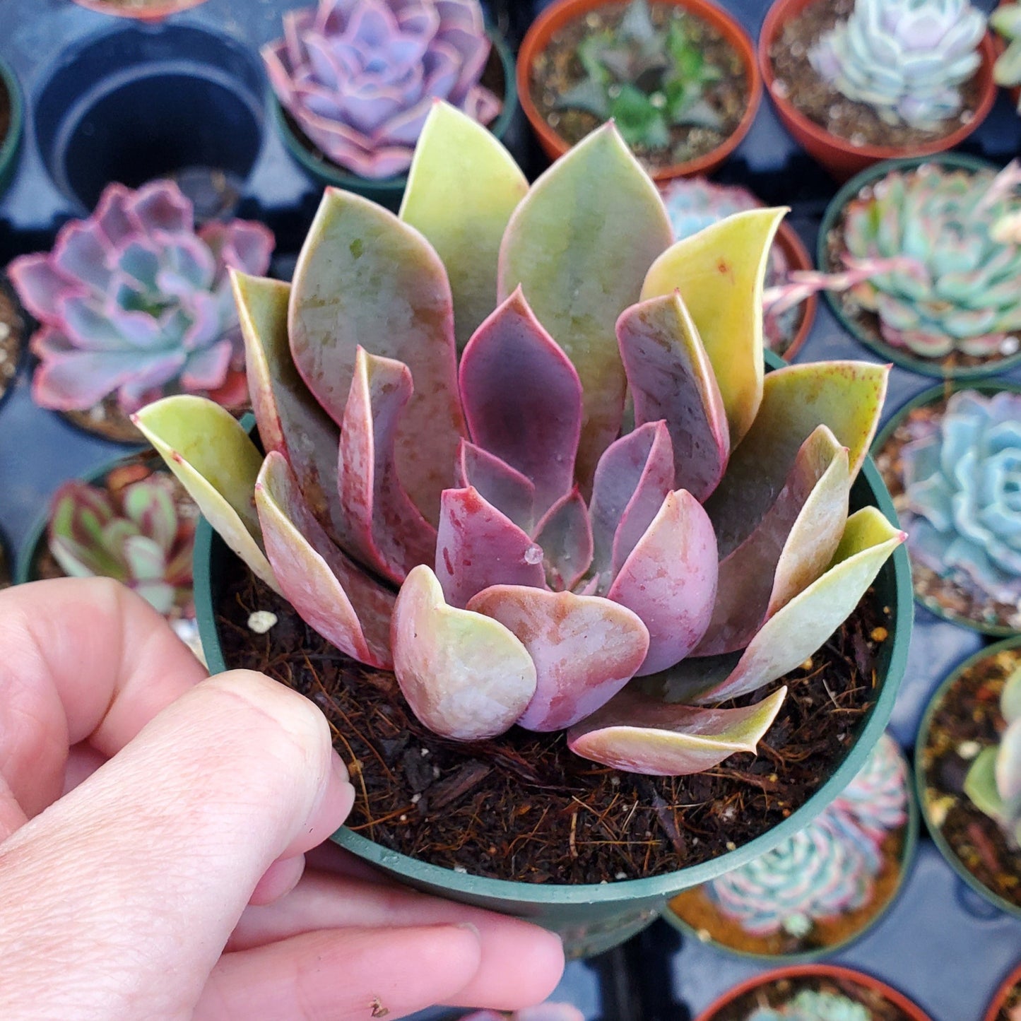 Echeveria 'Jules'