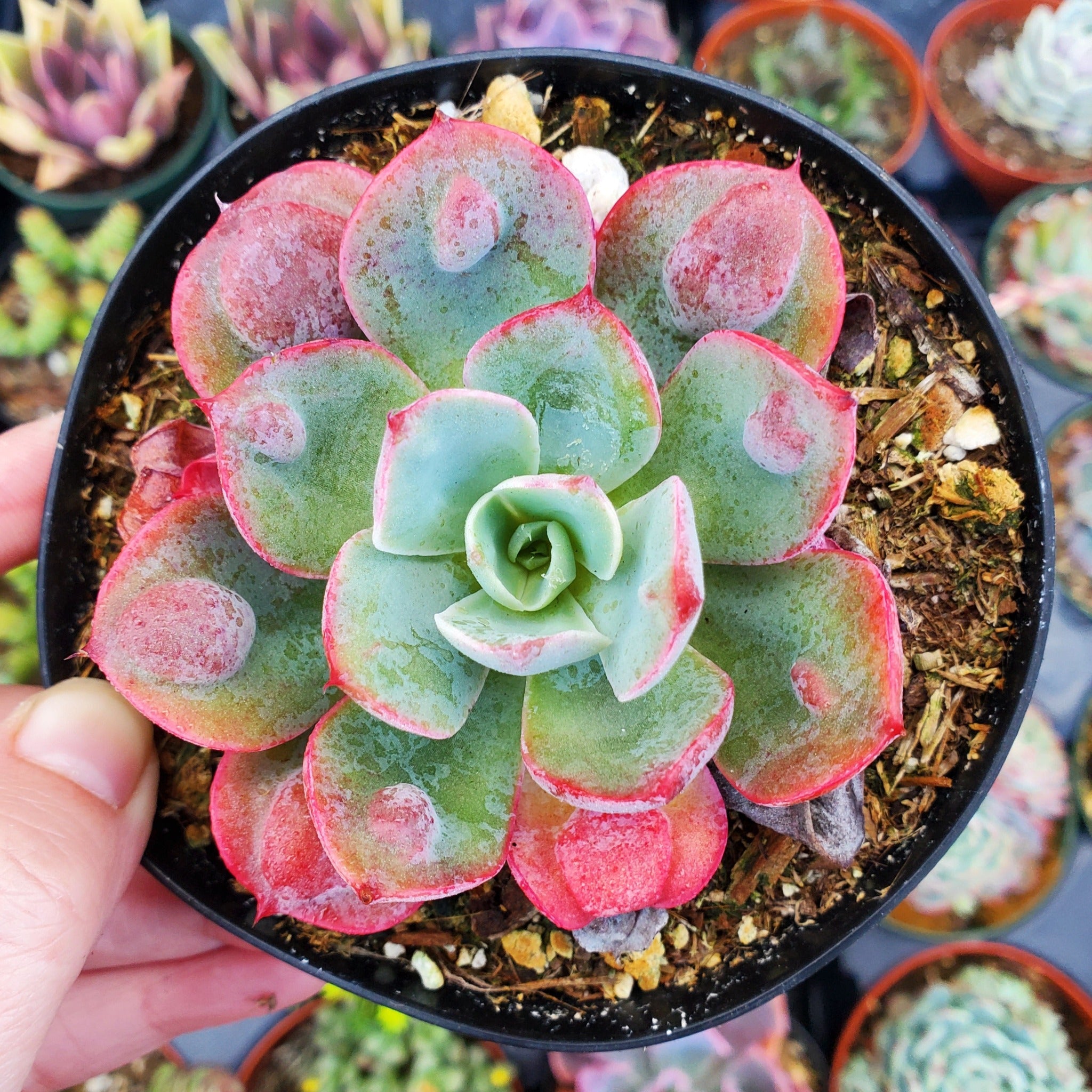 raindrops succulent plant Echeveria 'Raindrops'