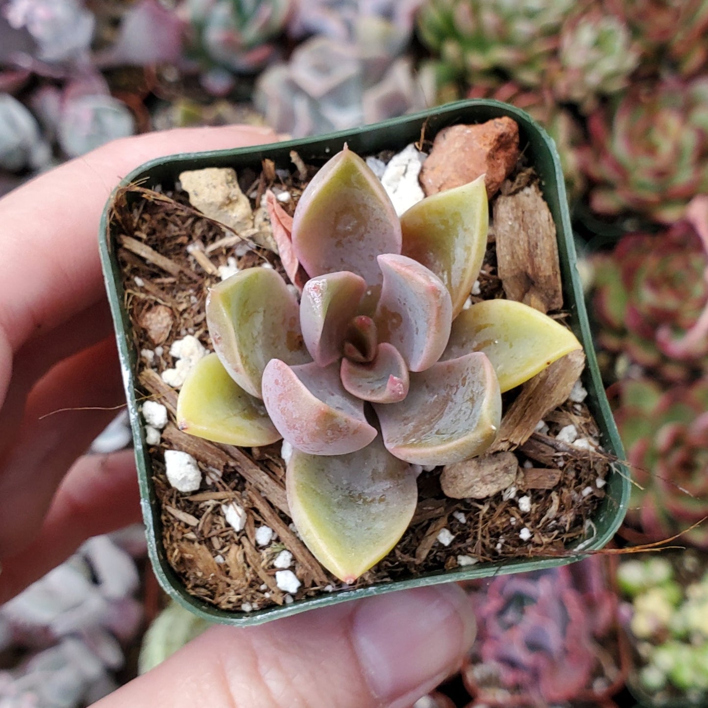 Echeveria 'Jules'