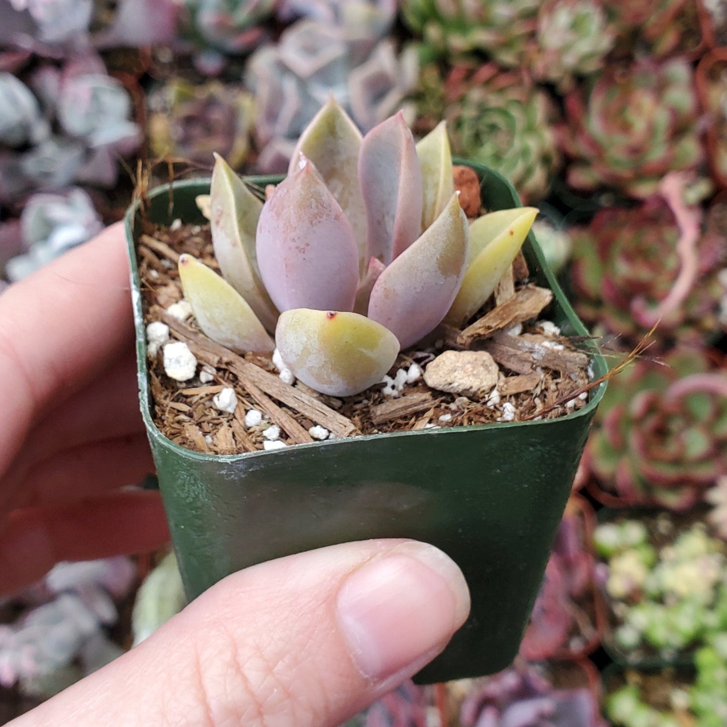 Echeveria 'Jules'