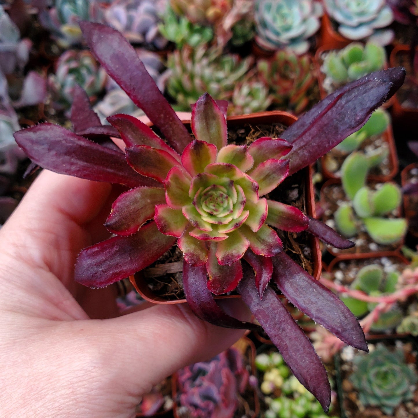 Aeonium 'Mardi Gras'