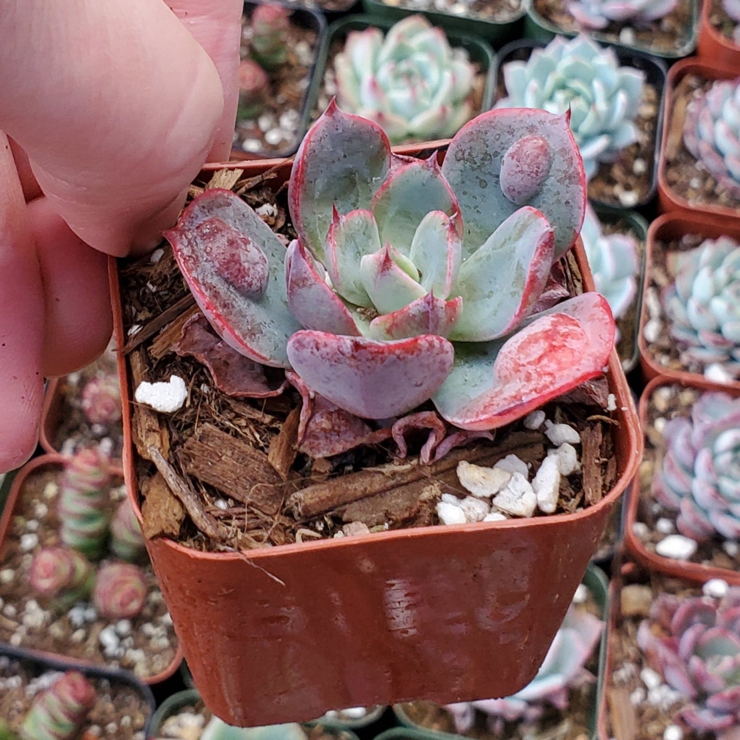 Echeveria 'Raindrops'