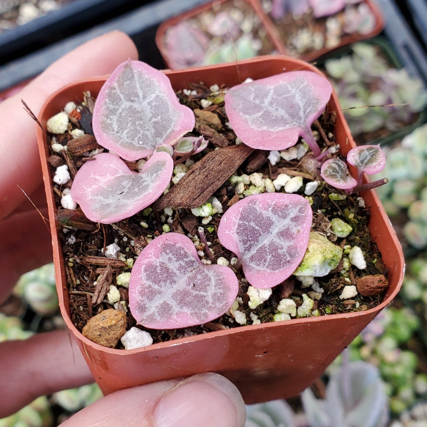 Ceropegia woodii f. variegata 'Variegated String of Hearts'